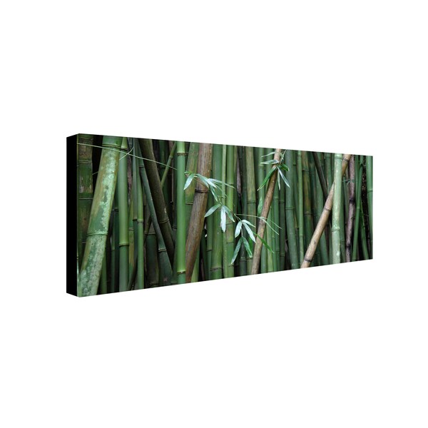 Pierre Leclerc 'Bamboo' Canvas Art,14x32